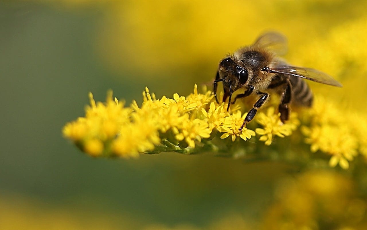 Contemplating A Future Without Honey