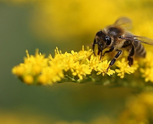 Contemplating A Future Without Honey